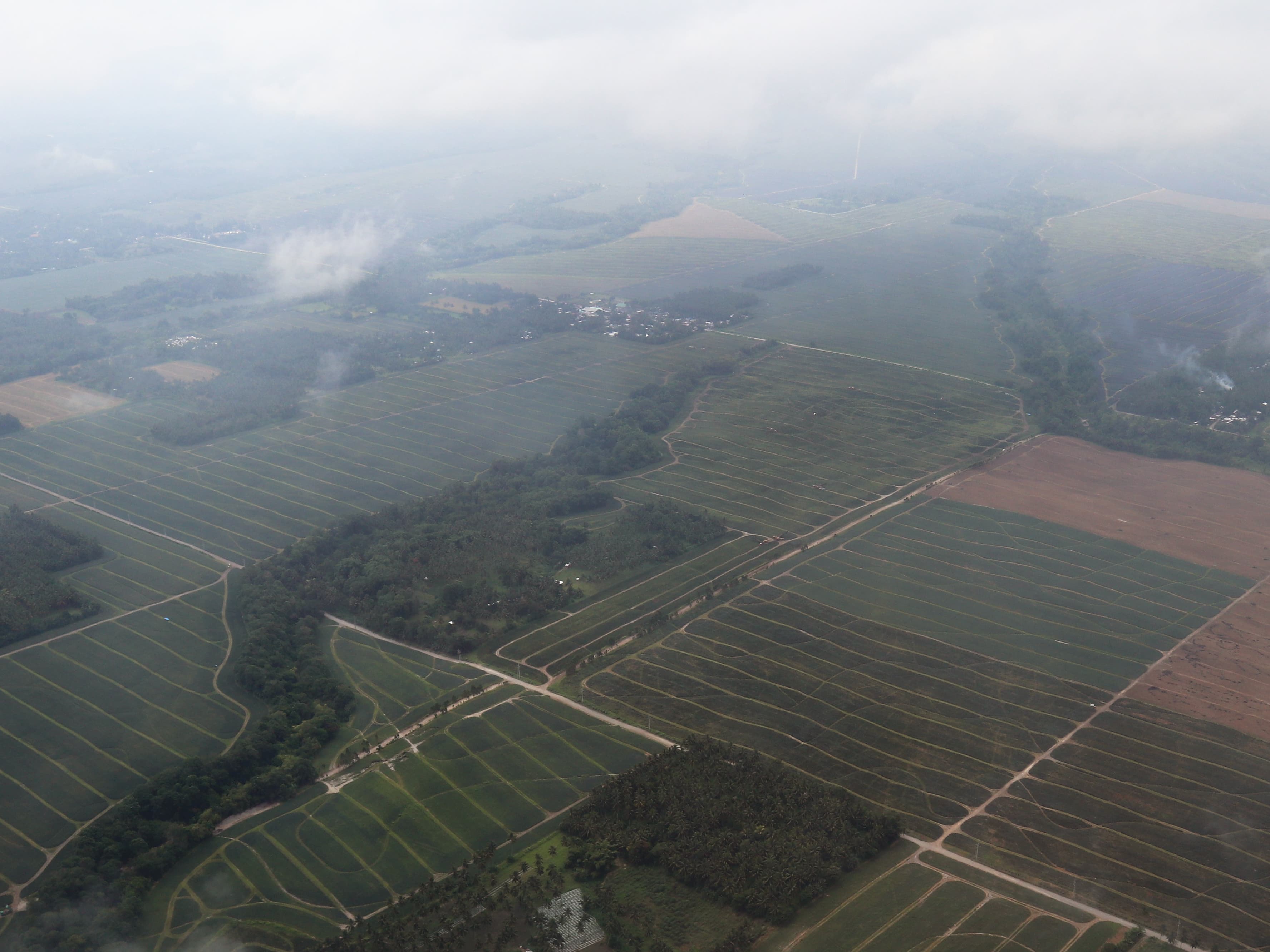 Aerial view of a large-scale pineapple plantation, showing rows of crops divided into fields
